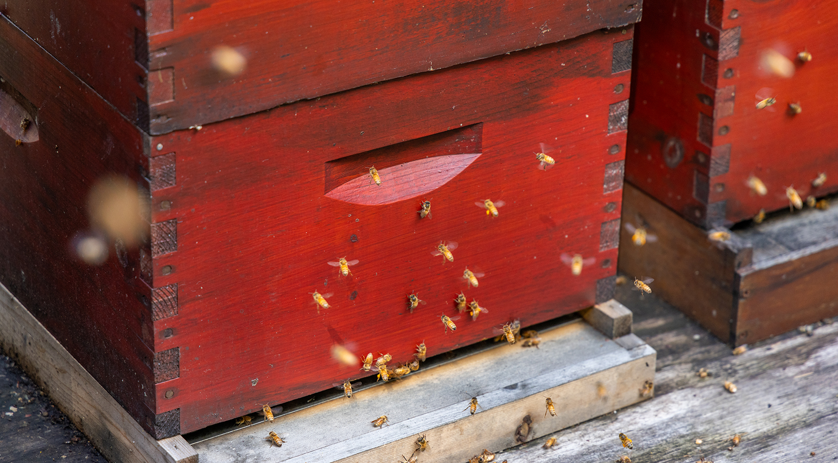 Cedarbrook Honey Bee Hive SeaTac