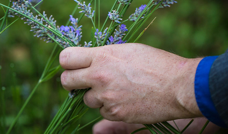 gathering lavender