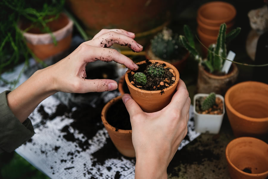 personal terrarium