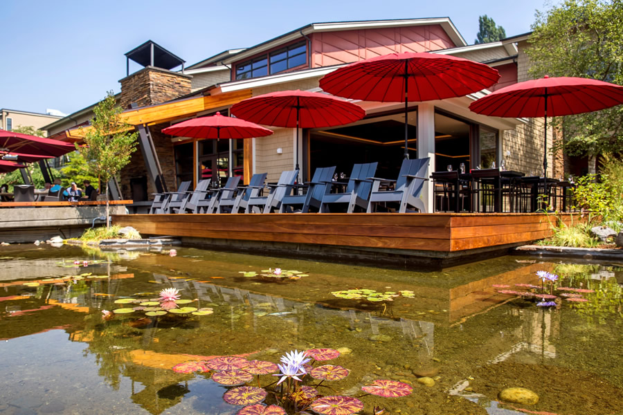 koi pond