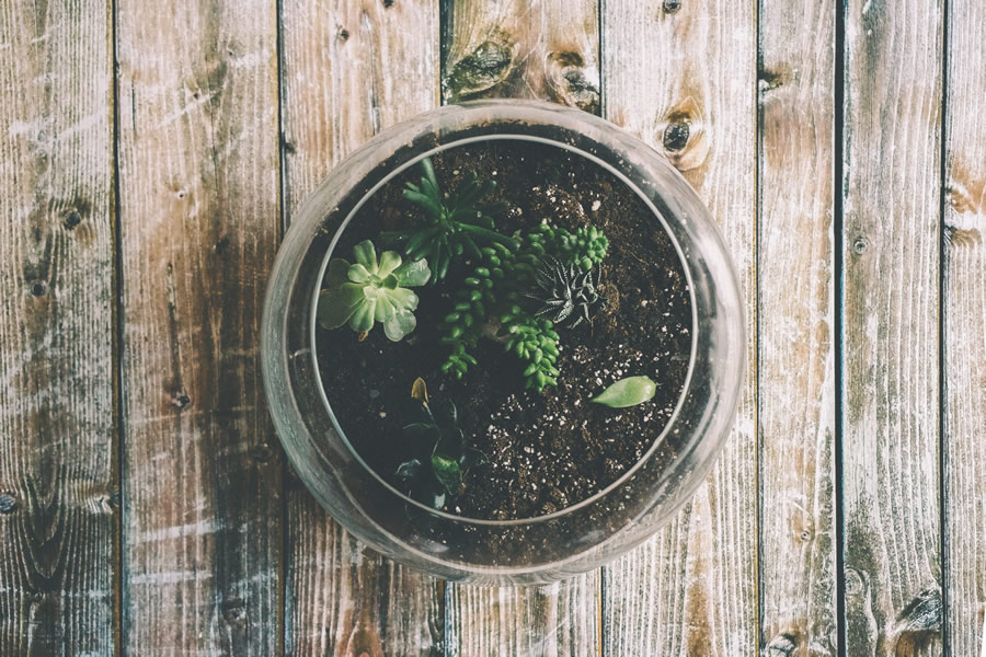 personal terrarium