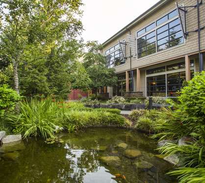 koi pond